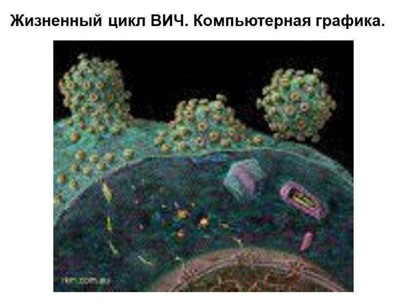 Жизненный цикл ВИЧ. Компьютерная графика.